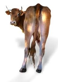 cow-behind1[1]